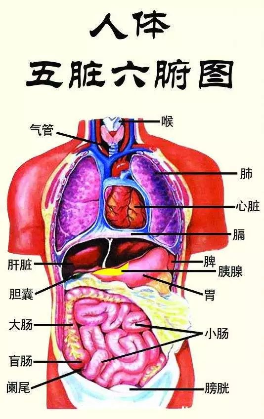 人补硒吃什么药