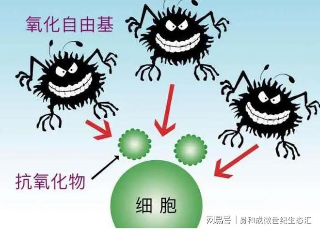 补硒增加抵抗力