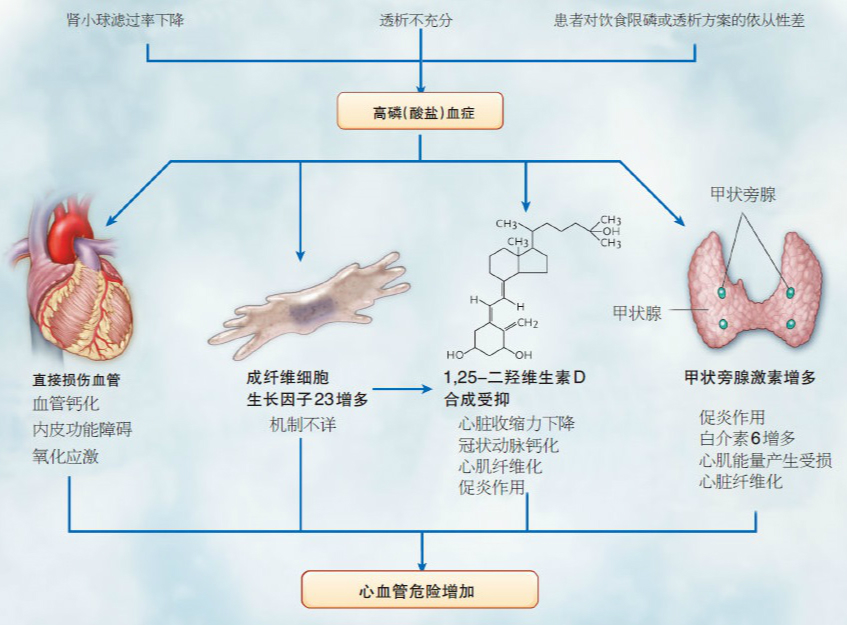 维生素补硒作用