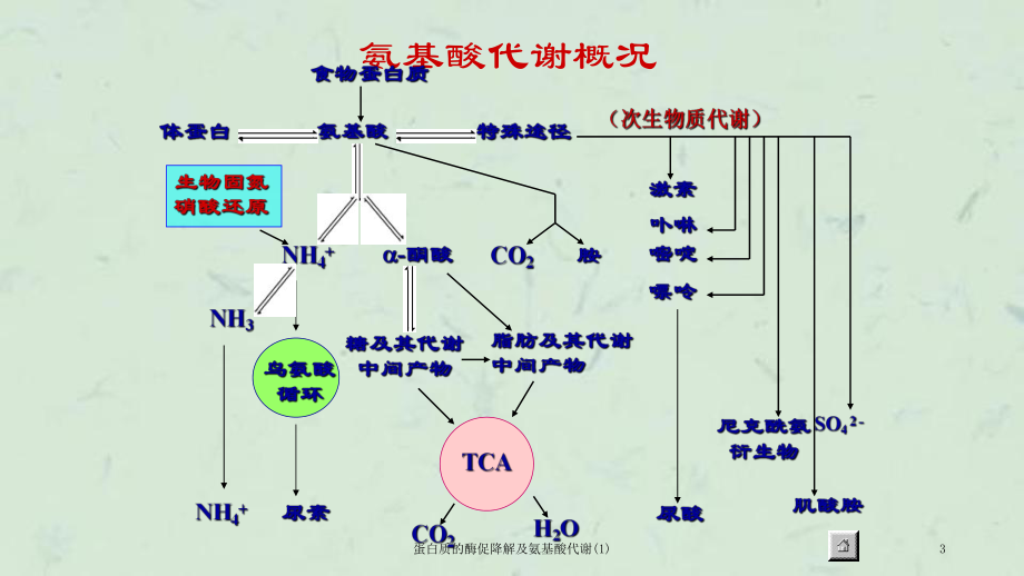 补硒对身体改善