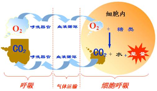 补硒呼吸道感染