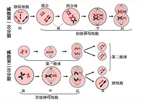 孕前需要补硒吗