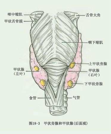 乳腺癌需要补硒