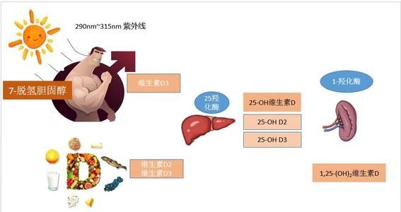 补硒对肝好水果