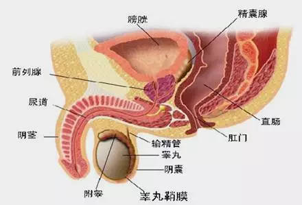 补硒对脑梗作用