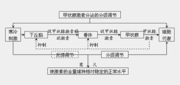 甲减要补硒元素