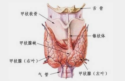 甲减要补硒元素