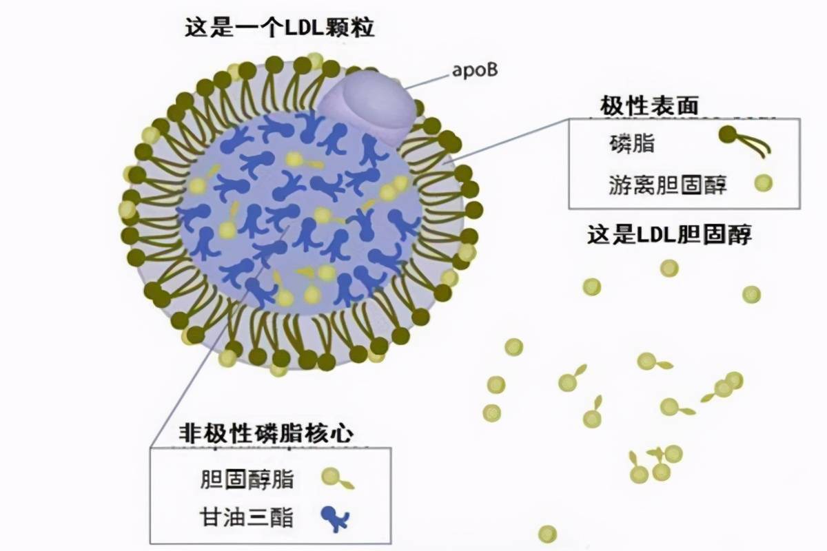 子宫内膜癌补硒