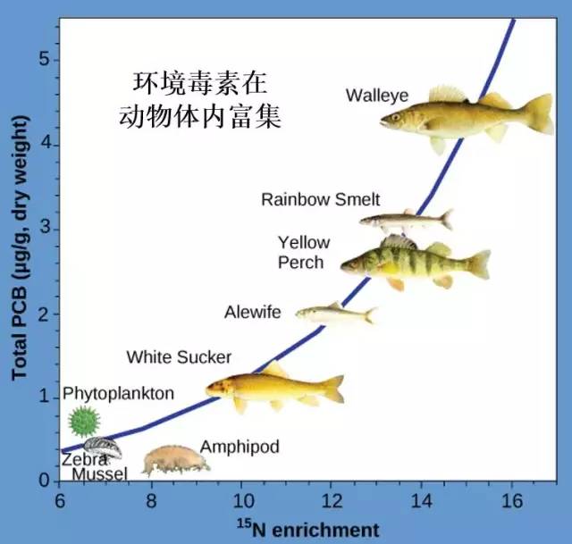 吃植物补硒够吗