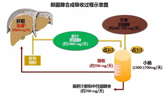 溢脂性皮炎补硒