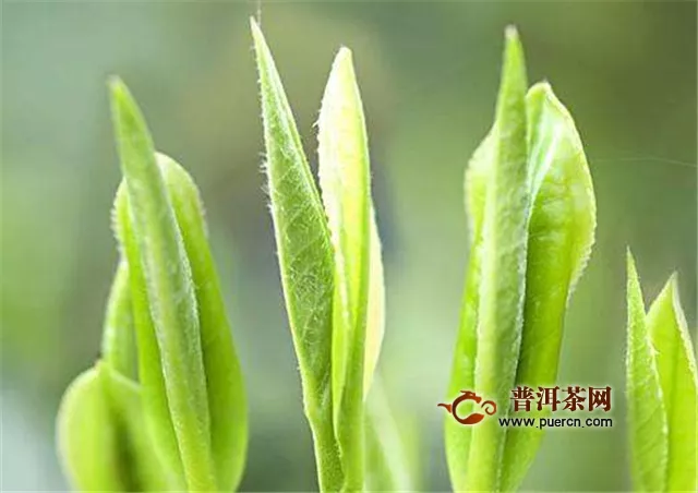 天方硒茶是绿茶吗