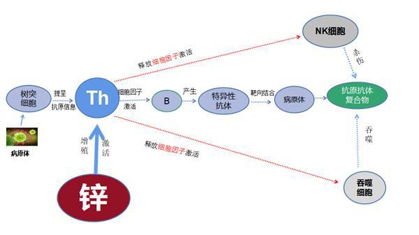 锌锰硒能同补吗