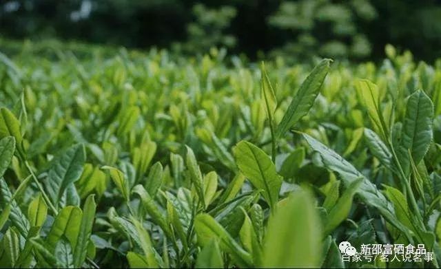 富硒茶啤酒产品