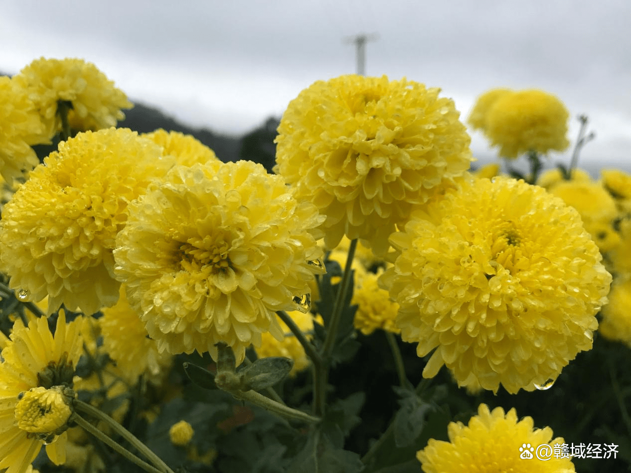 村发展富硒产品