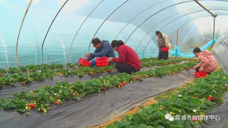 荔浦市：双江草莓吸引游客 特色产业促农增收