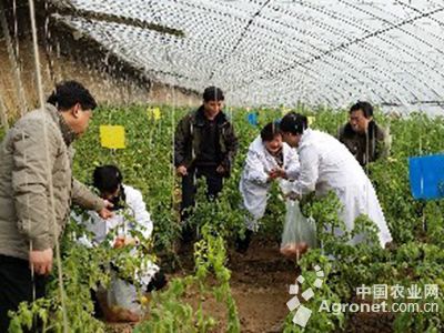 绿色超人甜玉米种子价格