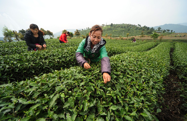 茶硒康富硒白茶