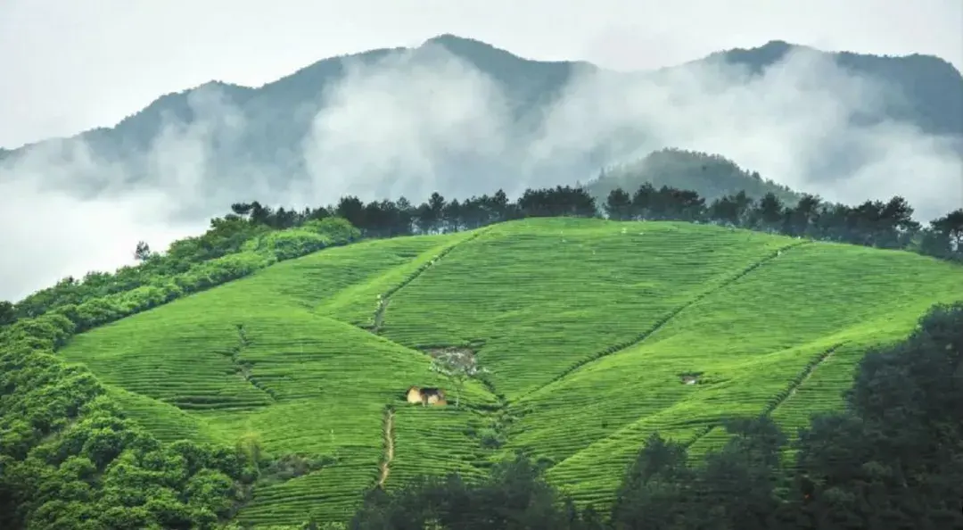 江夏富硒茶玉露