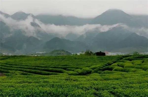 江夏富硒茶玉露