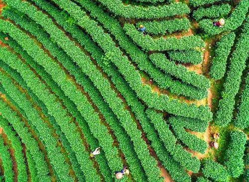 江西紫阳富硒茶