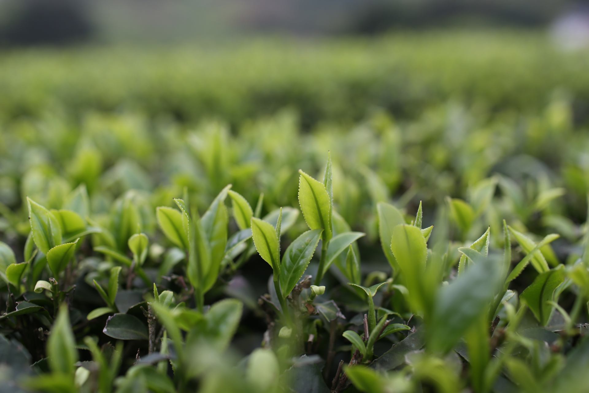 恩施富硒茶公司