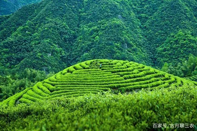 有机富硒茶功效