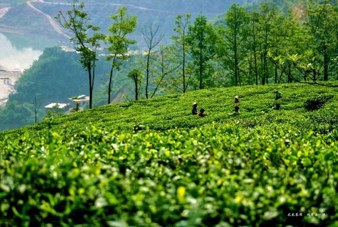 白河富硒茶价格