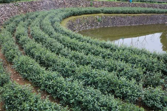 高山富硒茶开采