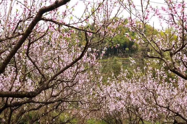 高山富硒茶开采