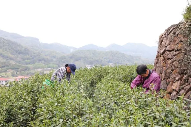 高山富硒茶开采