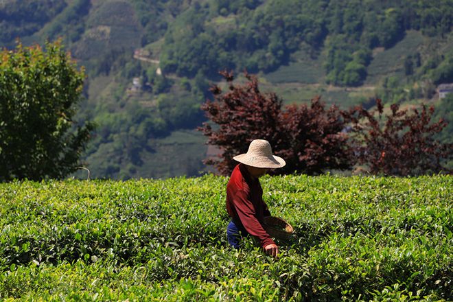 平利古道富硒茶