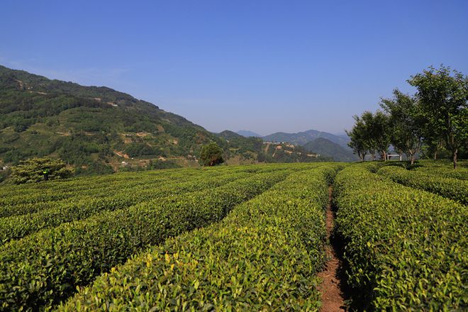 平利古道富硒茶