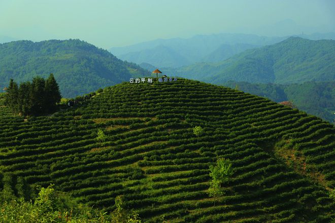 平利古道富硒茶