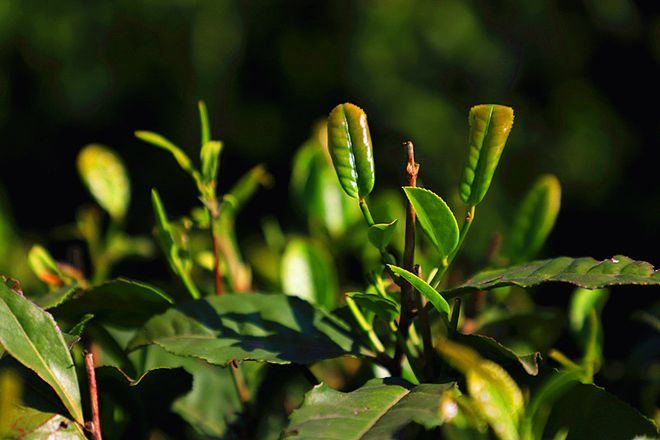 平利古道富硒茶