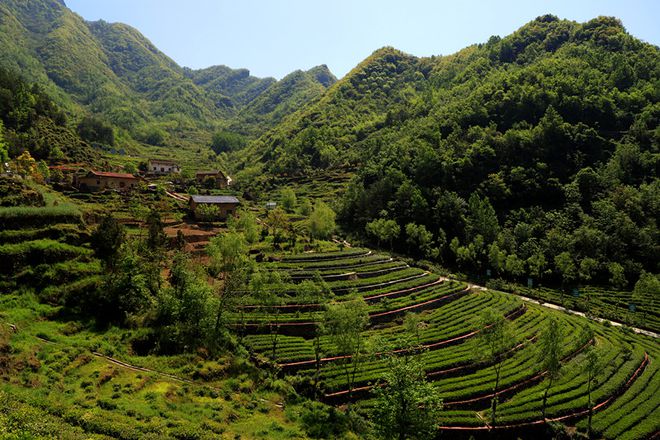 平利古道富硒茶