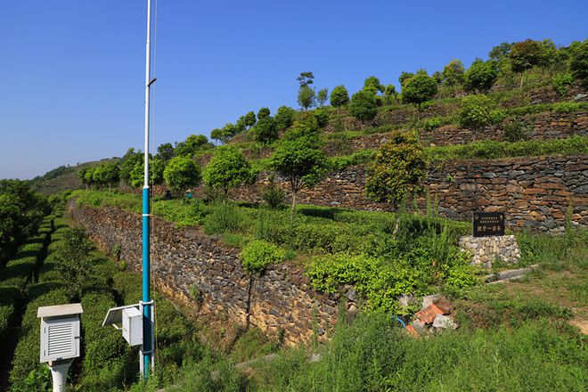 平利古道富硒茶