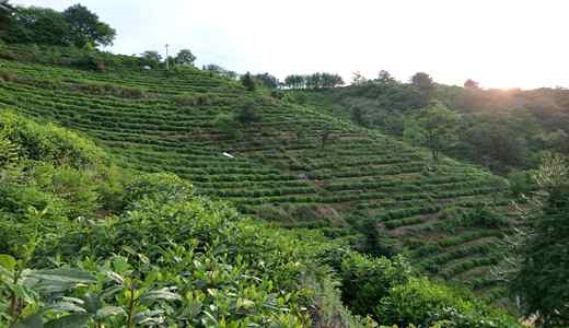 凤冈富硒茶怎样