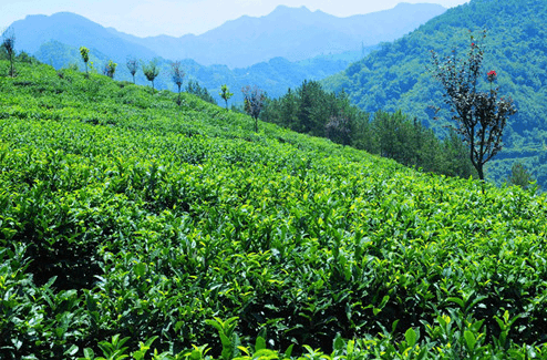 安康富硒茶产量