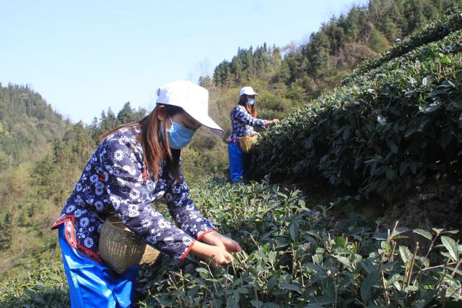 安康富硒茶网站