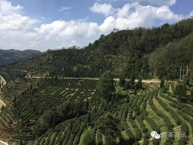 开阳富硒制茶师