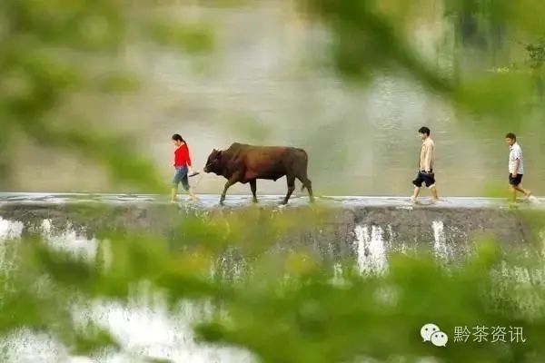 开阳富硒制茶师