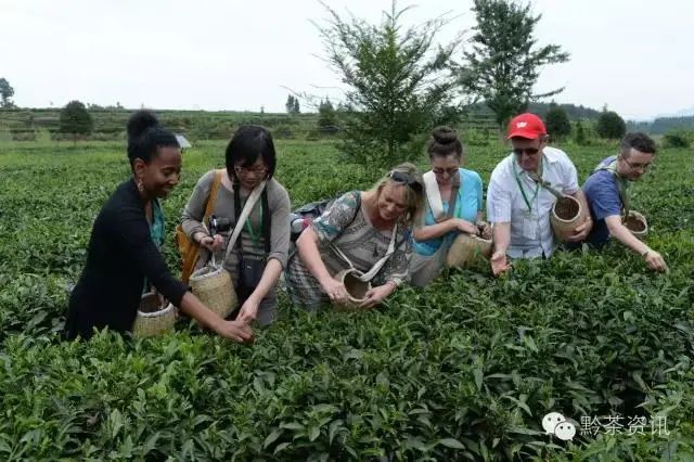 开阳富硒制茶师