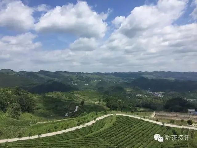 开阳富硒制茶师