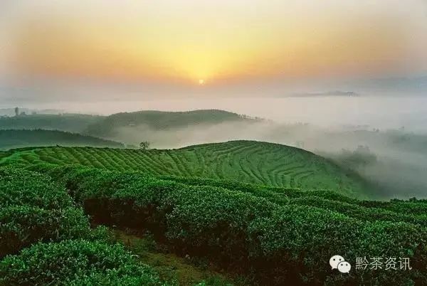 开阳富硒制茶师