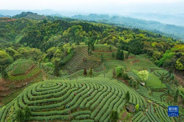 四川宜宾富硒茶