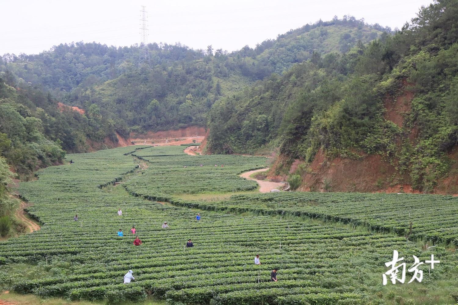 福建富硒乌龙茶