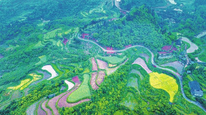 四川宜宾富硒茶