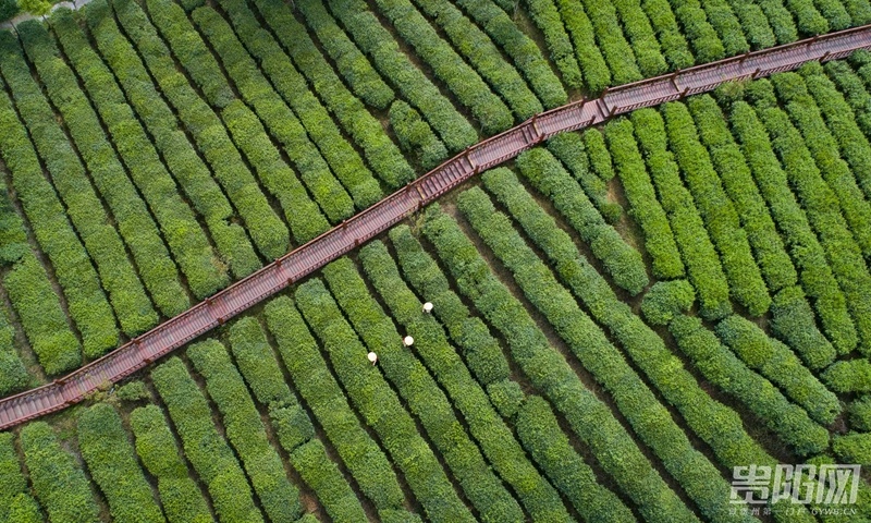 开阳富硒制茶师