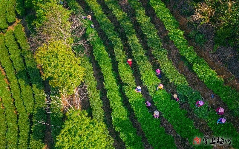 福建富硒乌龙茶