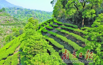 福建富硒乌龙茶